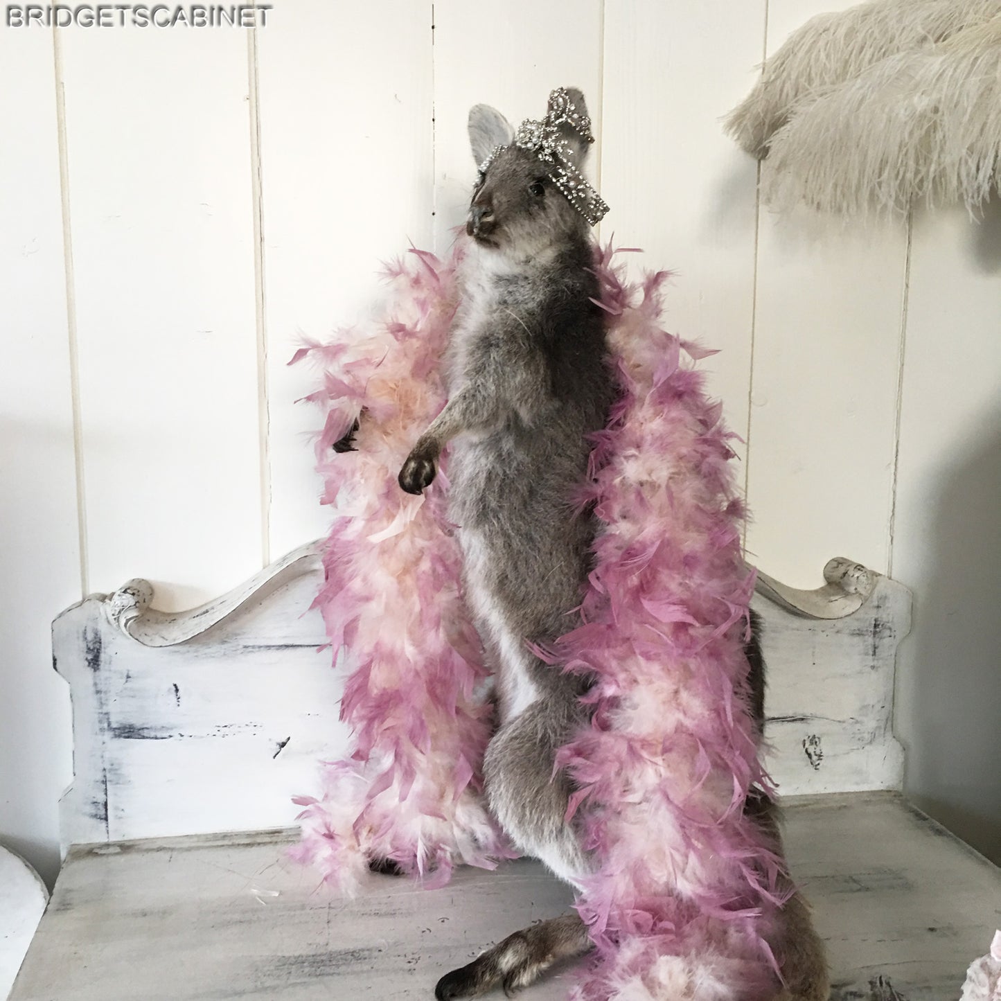 Vintage Taxidermy Wallaby