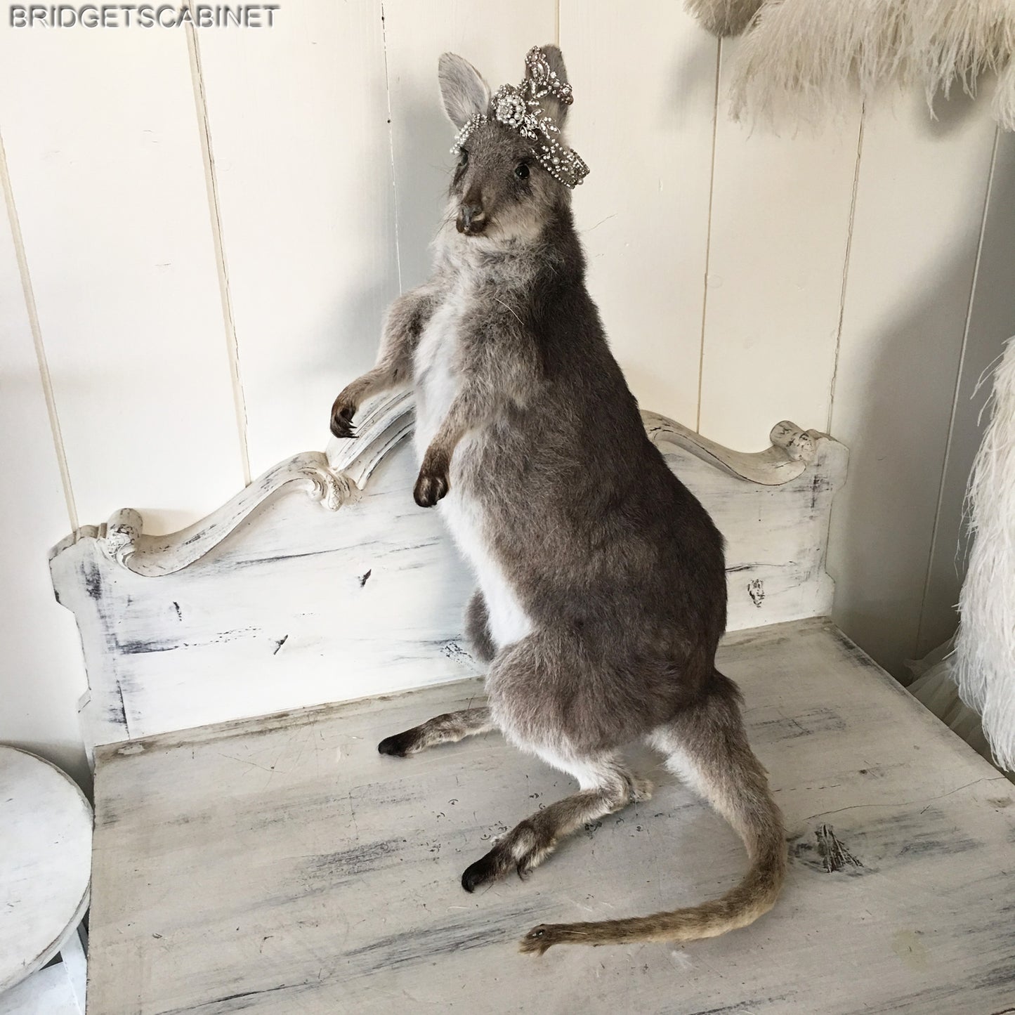 Vintage Taxidermy Wallaby