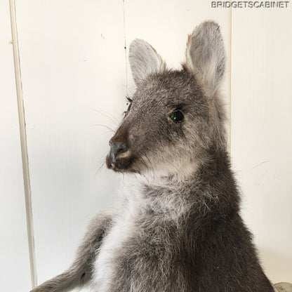 Vintage Taxidermy Wallaby