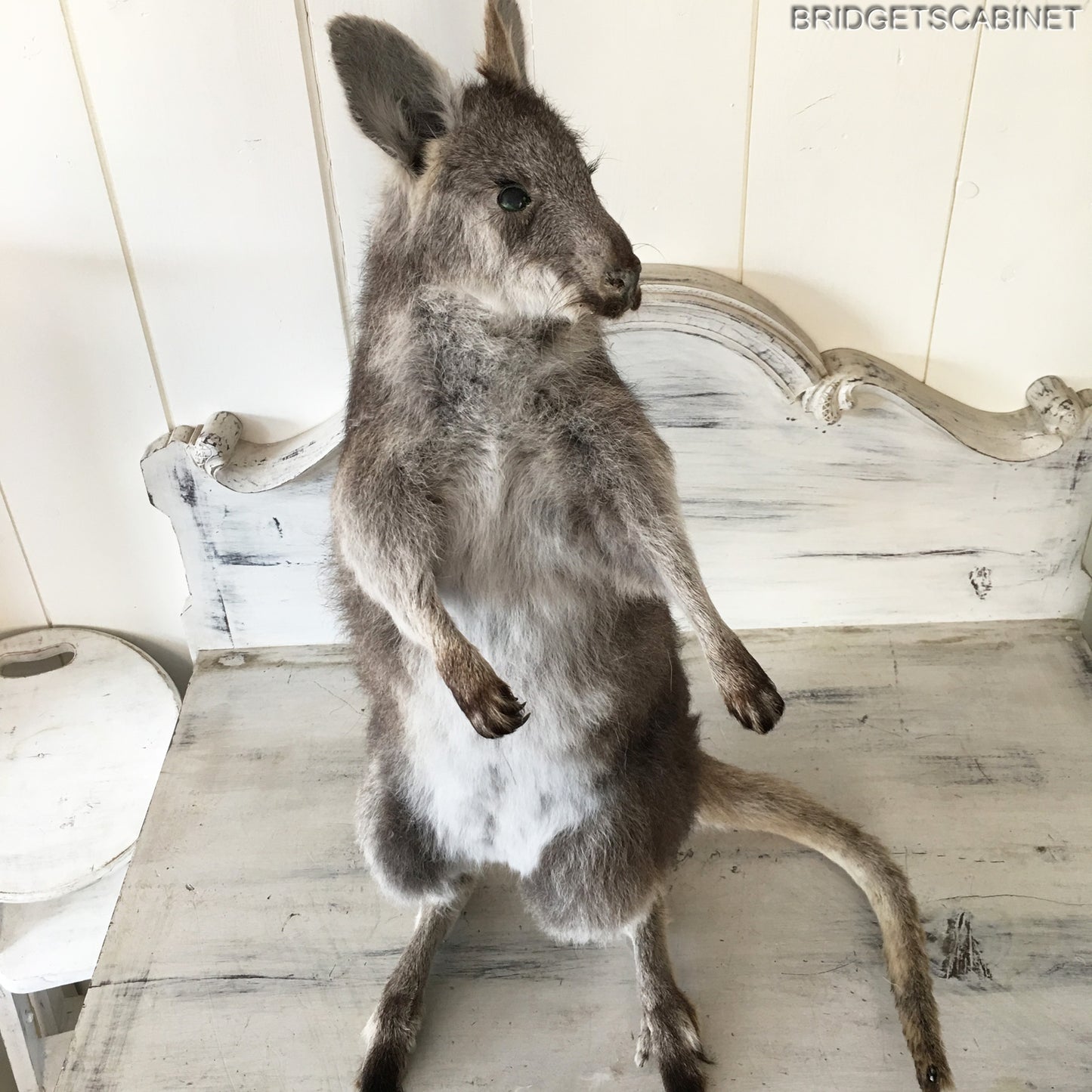 Vintage Taxidermy Wallaby