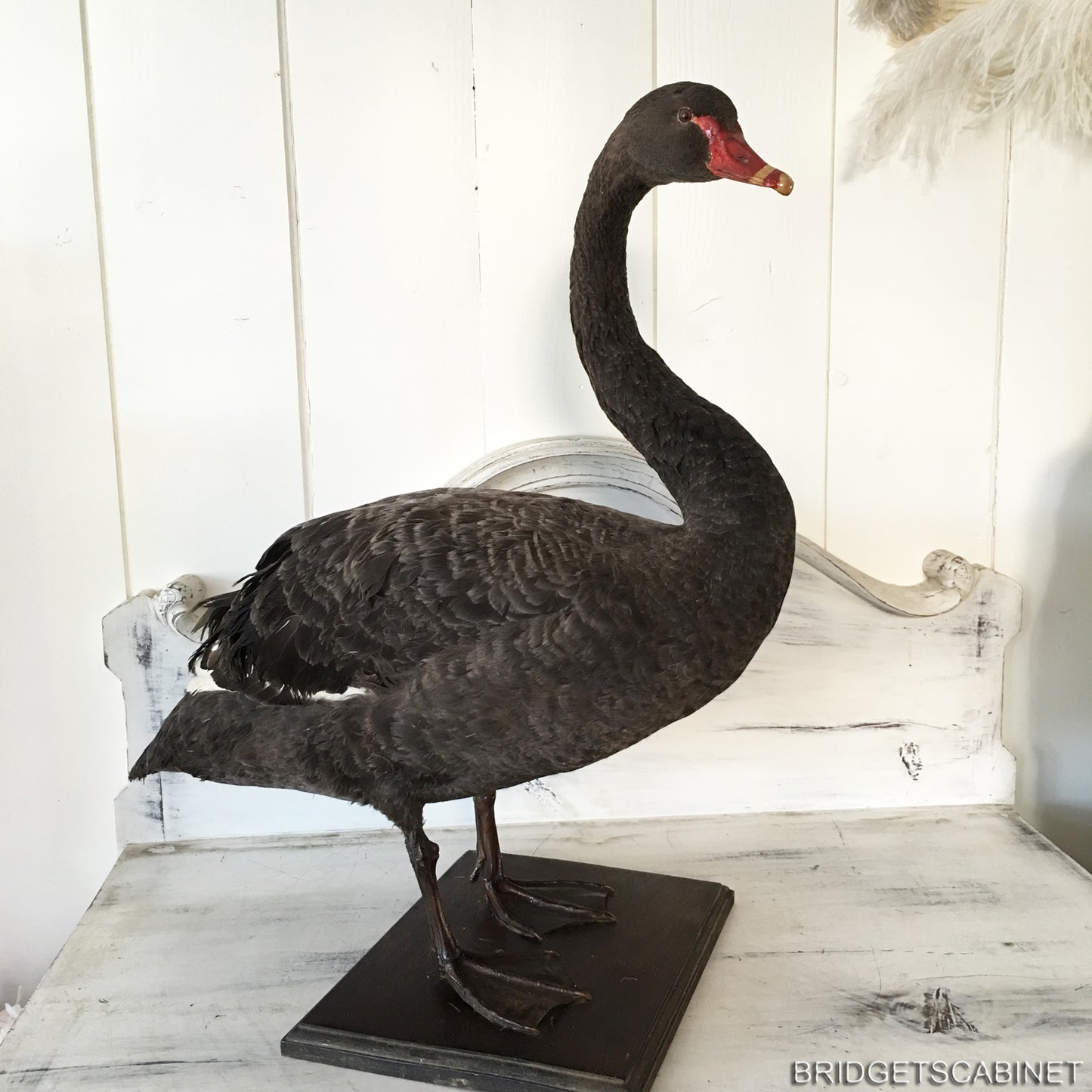1930s Taxidermy Black Swan