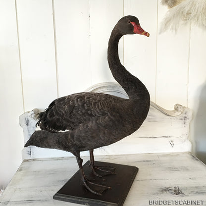 1930s Taxidermy Black Swan