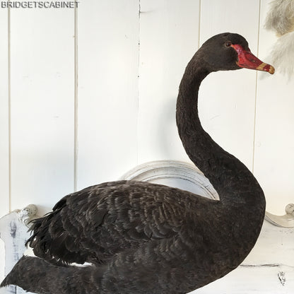 1930s Taxidermy Black Swan
