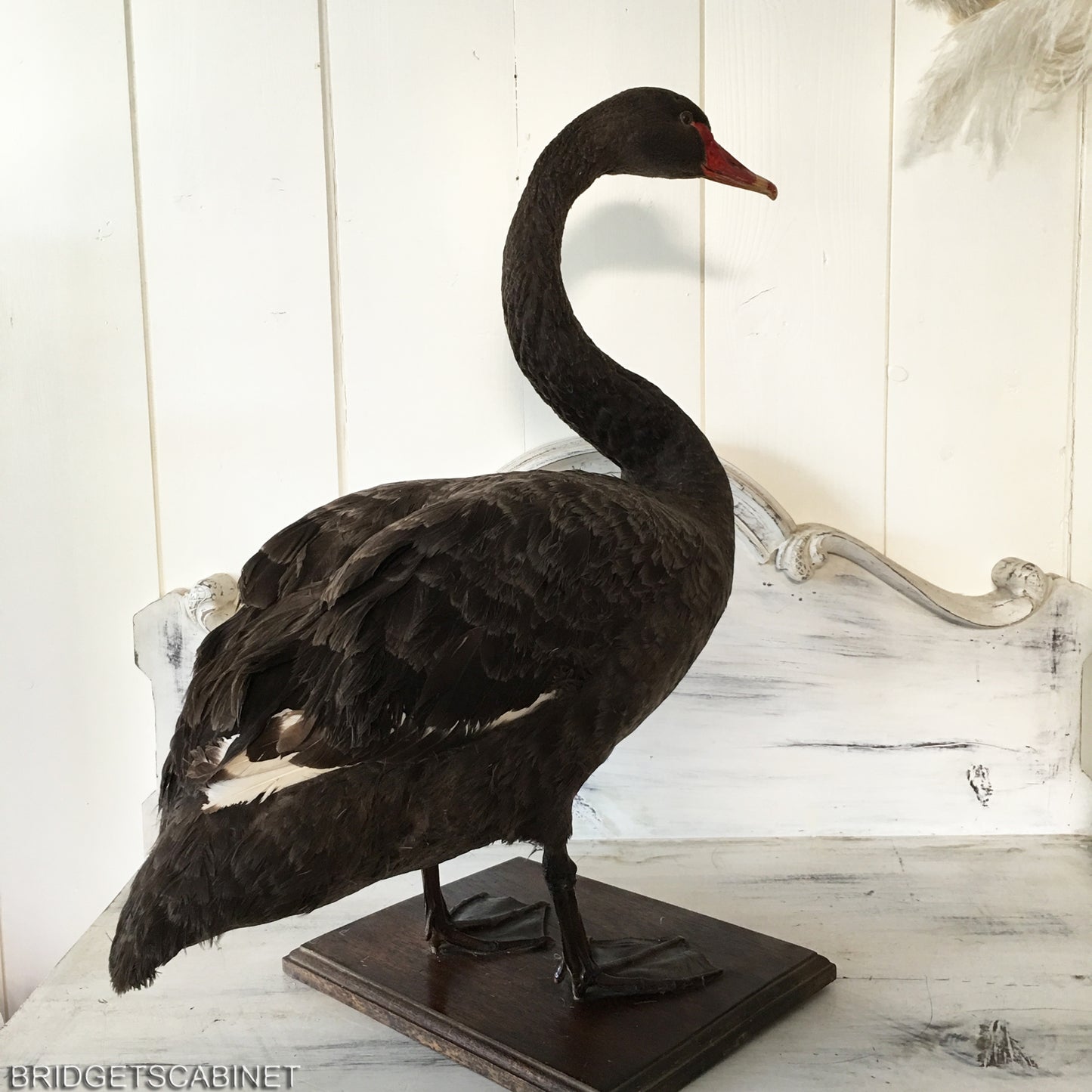 1930s Taxidermy Black Swan