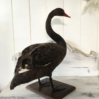 1930s Taxidermy Black Swan