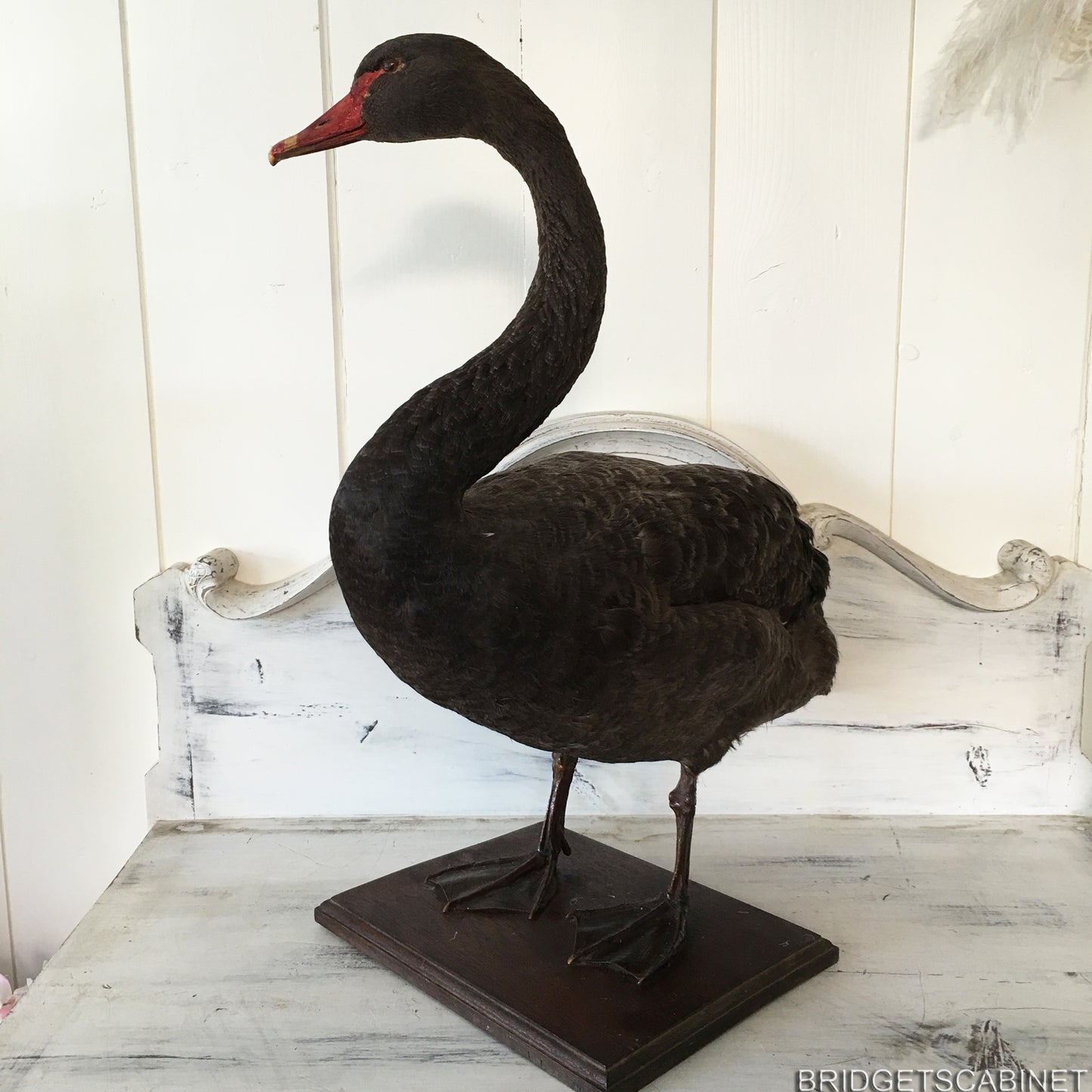 1930s Taxidermy Black Swan