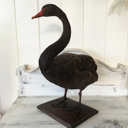 1930s Taxidermy Black Swan