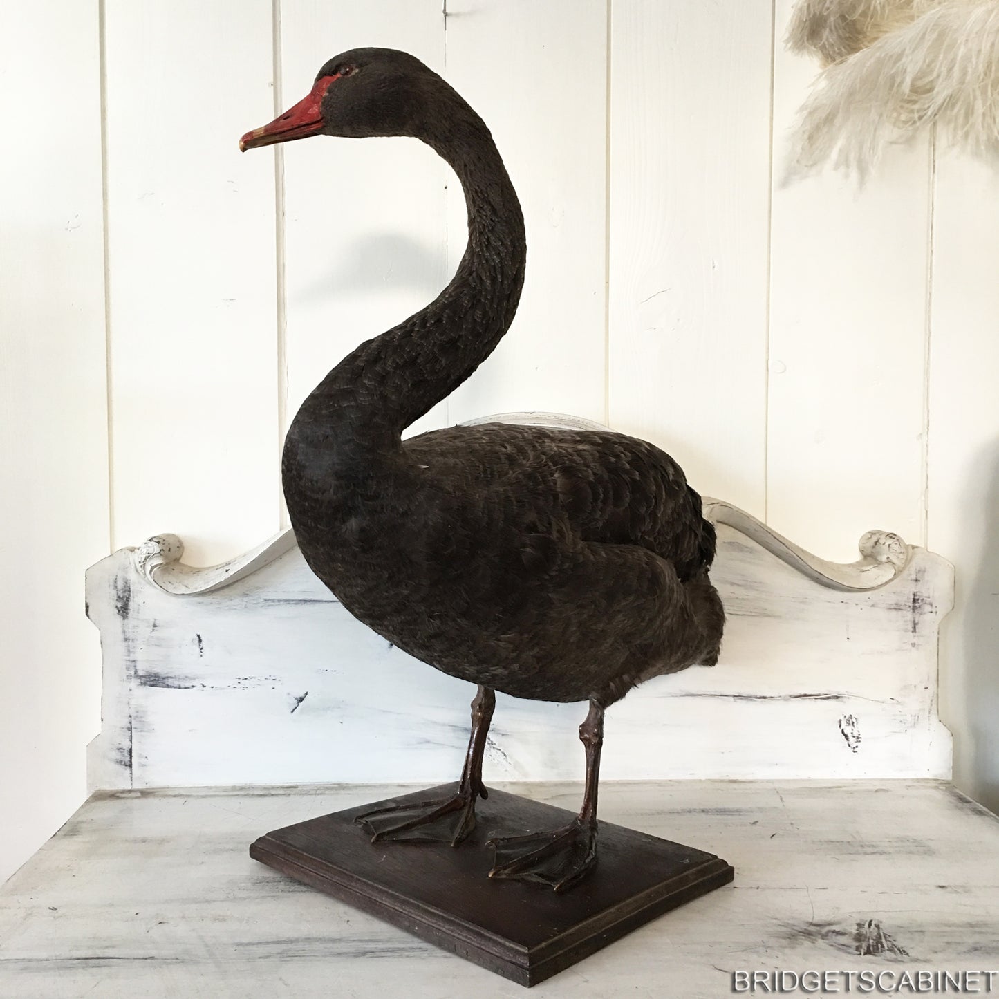 1930s Taxidermy Black Swan