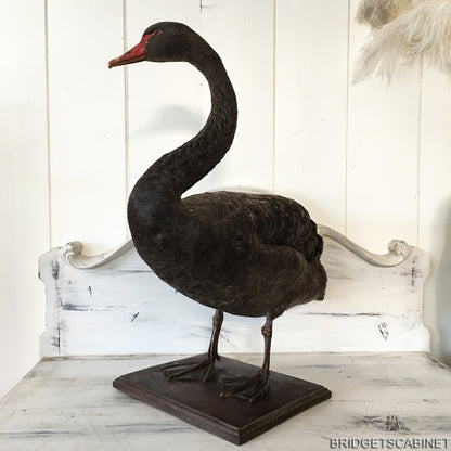 1930s Taxidermy Black Swan
