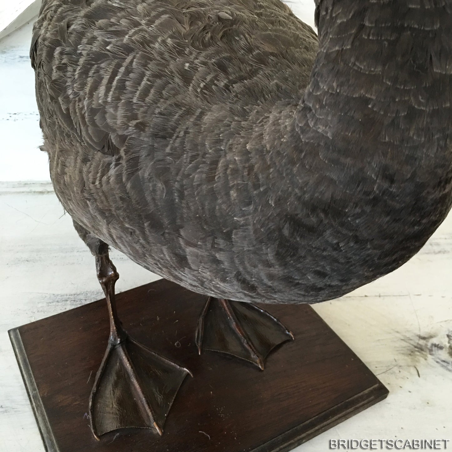1930s Taxidermy Black Swan