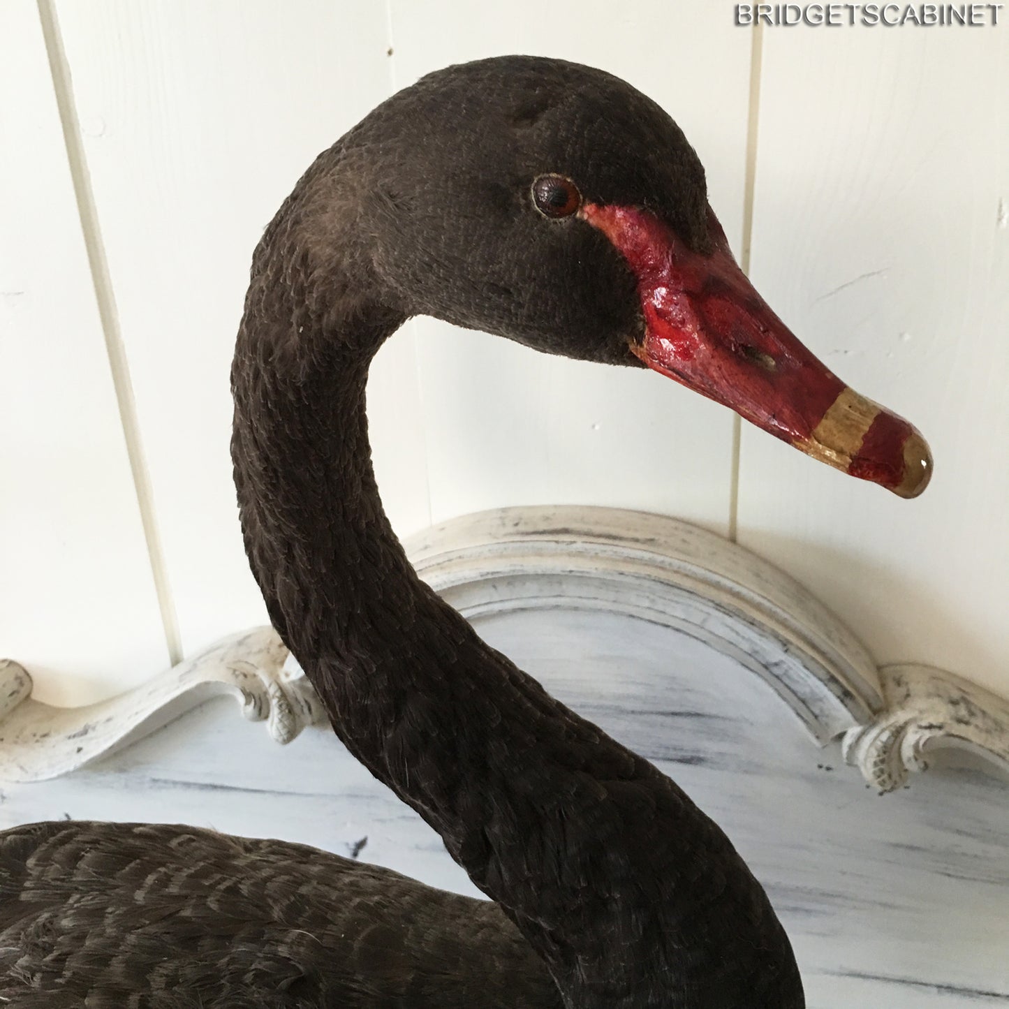1930s Taxidermy Black Swan
