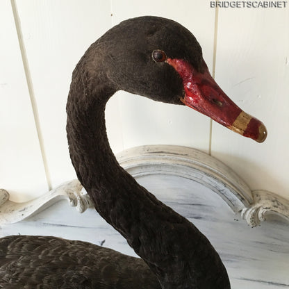 1930s Taxidermy Black Swan