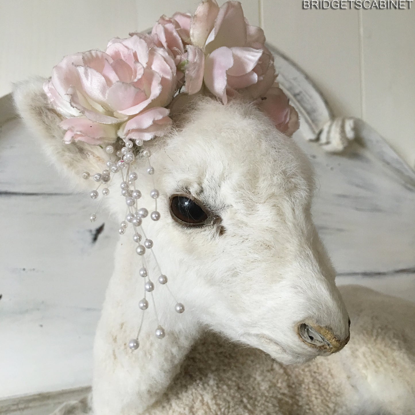 1940s Taxidermy Lamb