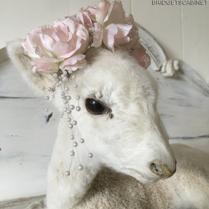 1940s Taxidermy Lamb