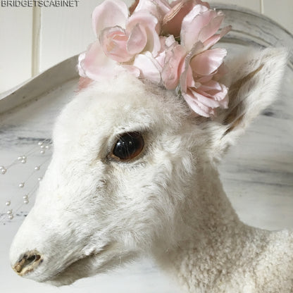 1940s Taxidermy Lamb