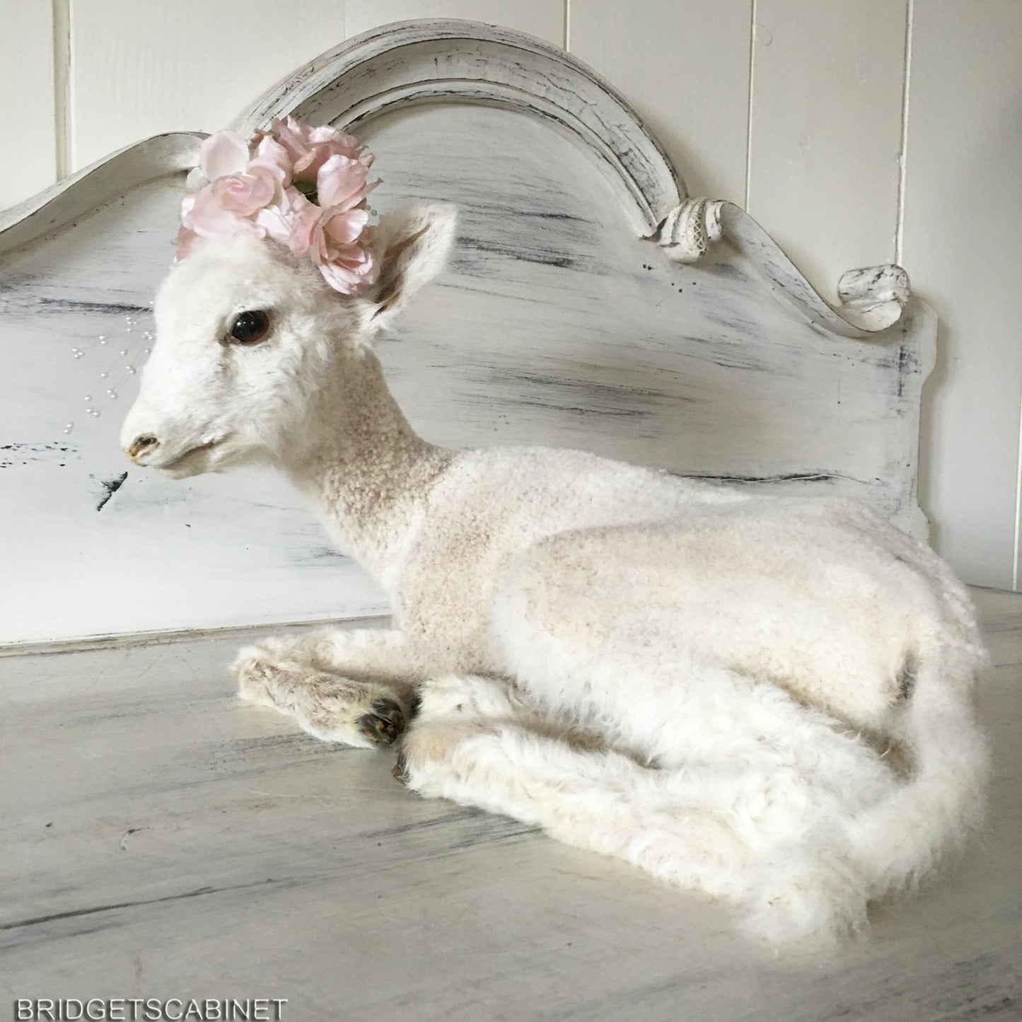 1940s Taxidermy Lamb