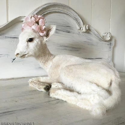 1940s Taxidermy Lamb