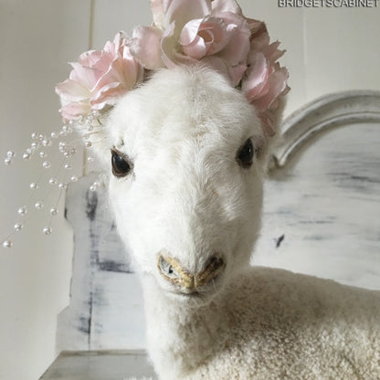 1940s Taxidermy Lamb