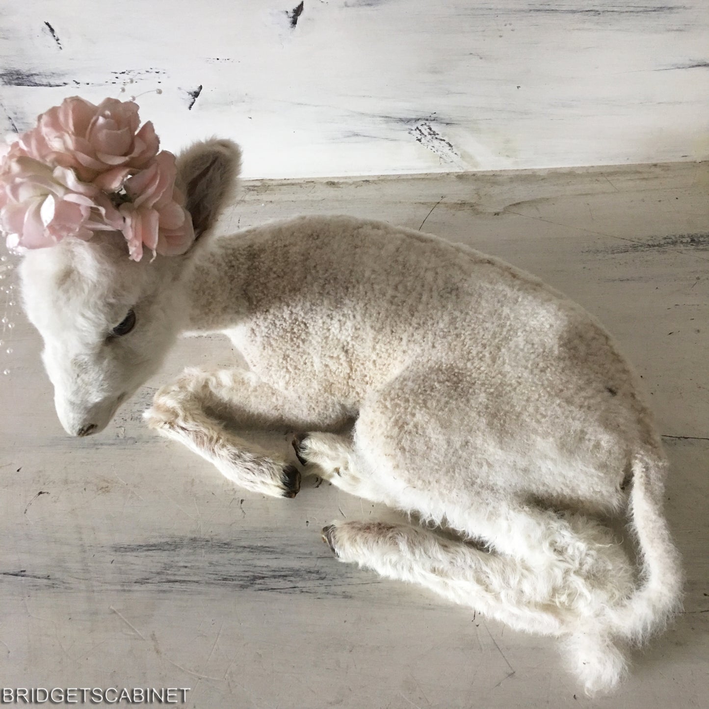 1940s Taxidermy Lamb