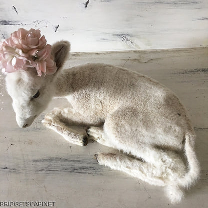1940s Taxidermy Lamb