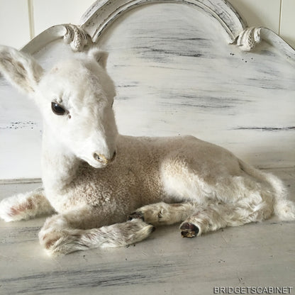 1940s Taxidermy Lamb