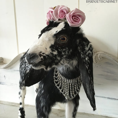 Taxidermy Black White Goat