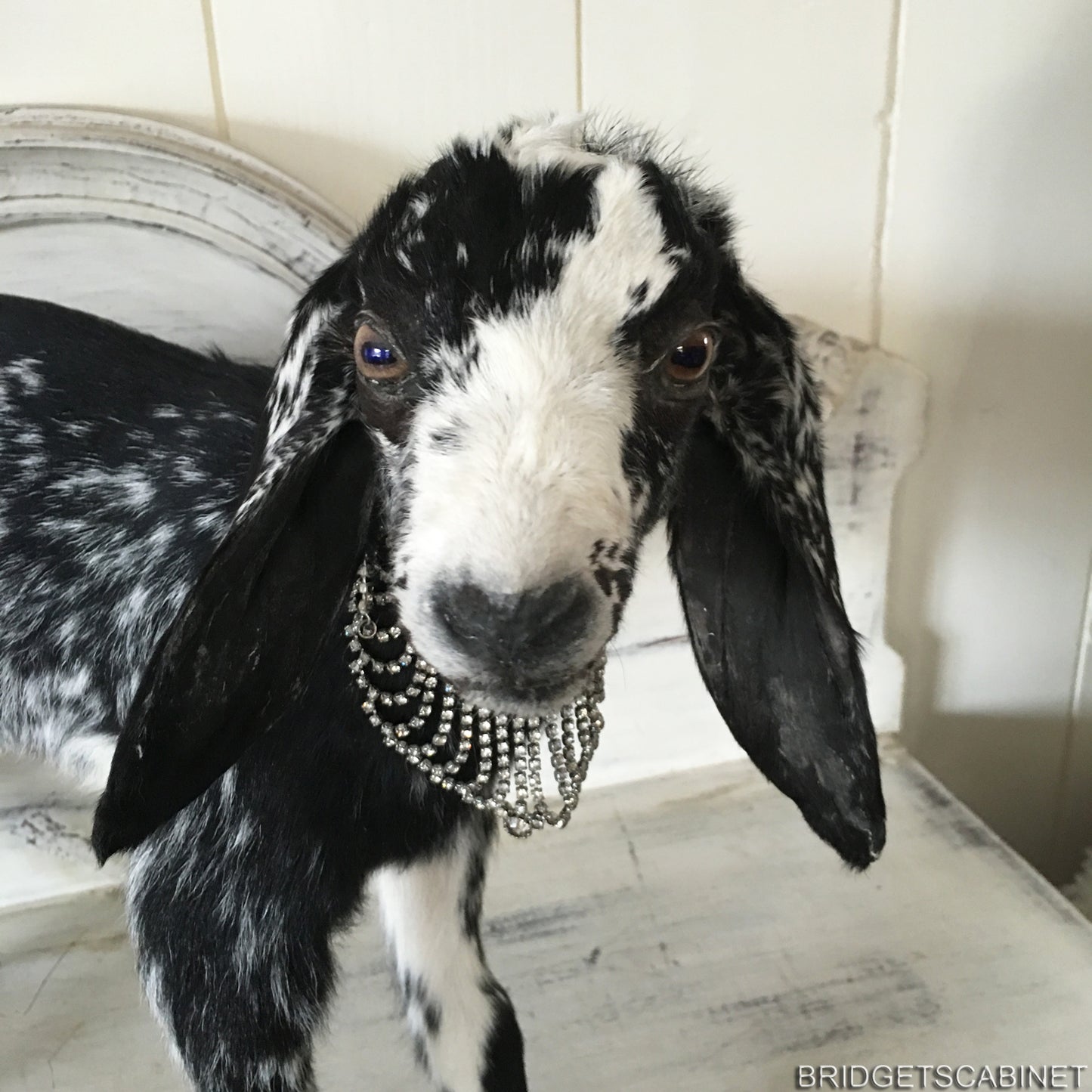 Taxidermy Black White Goat
