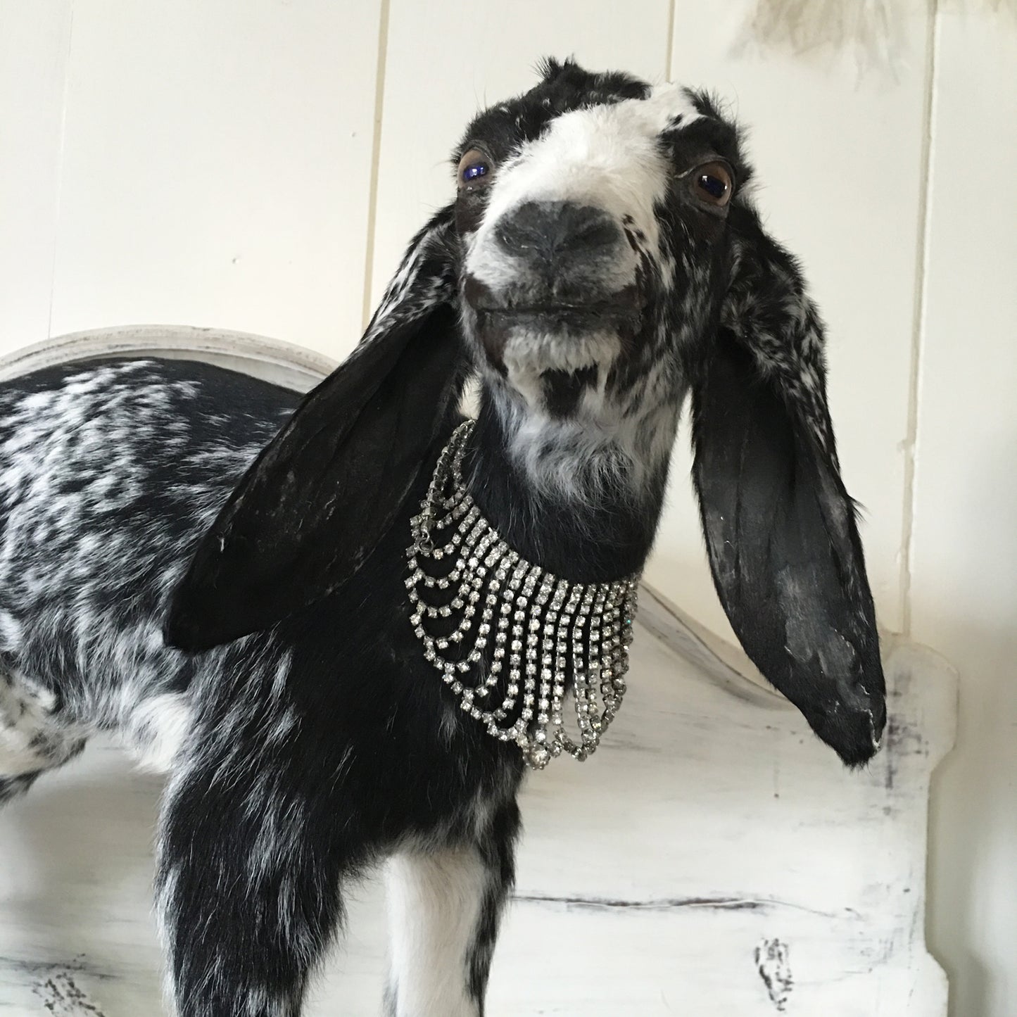Taxidermy Black White Goat