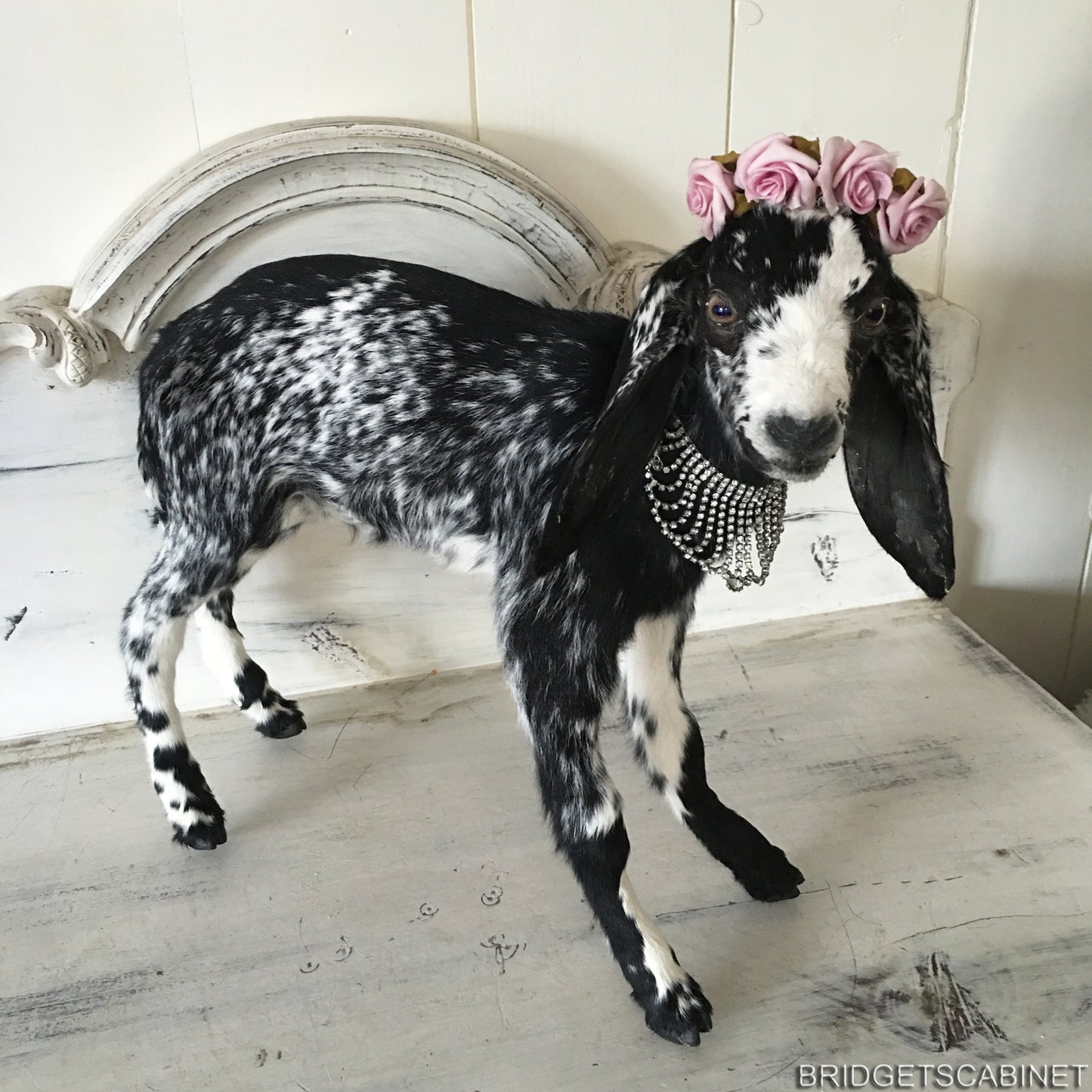 Taxidermy Black White Goat