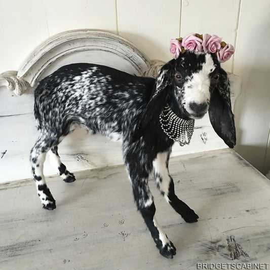 Taxidermy Black White Goat