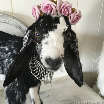 Taxidermy Black White Goat