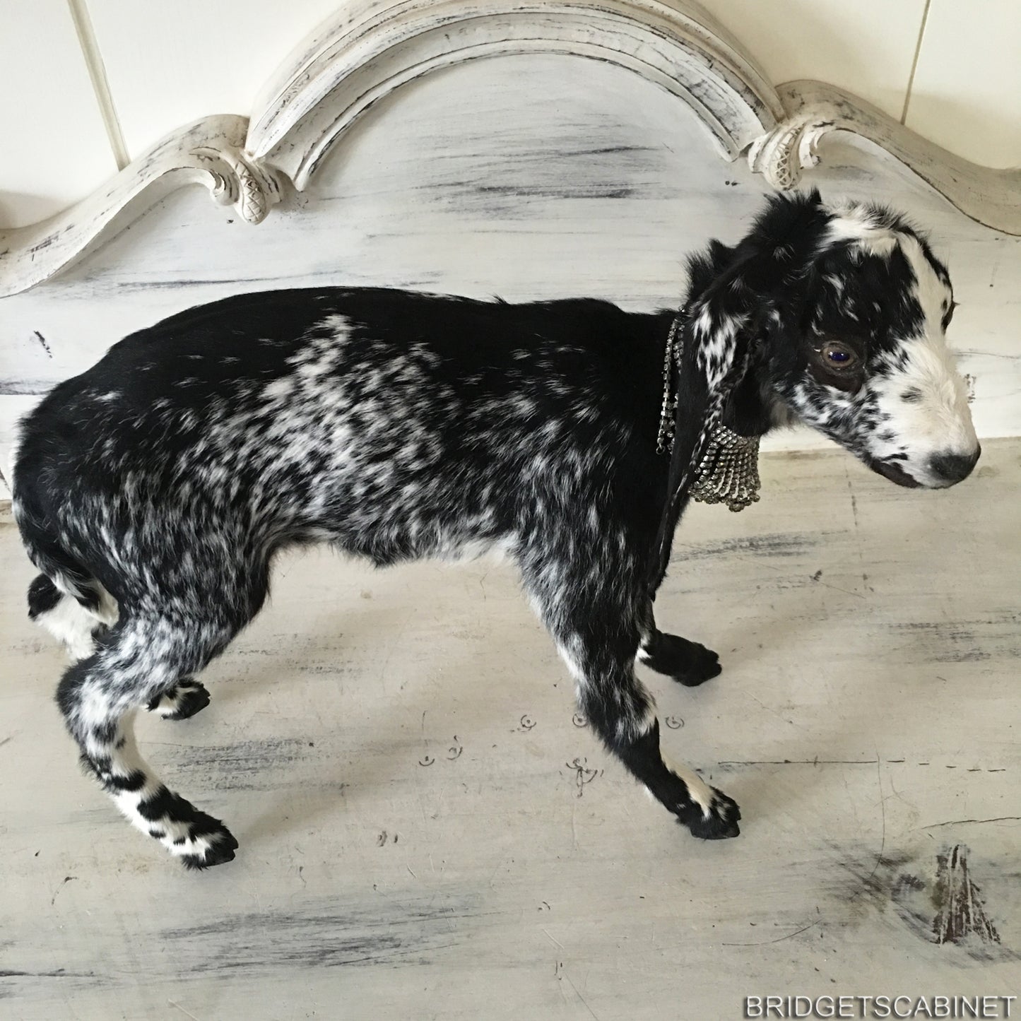 Taxidermy Black White Goat
