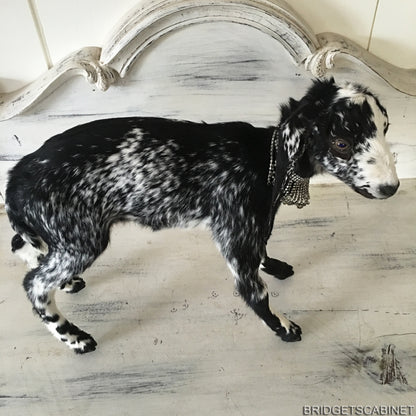 Taxidermy Black White Goat