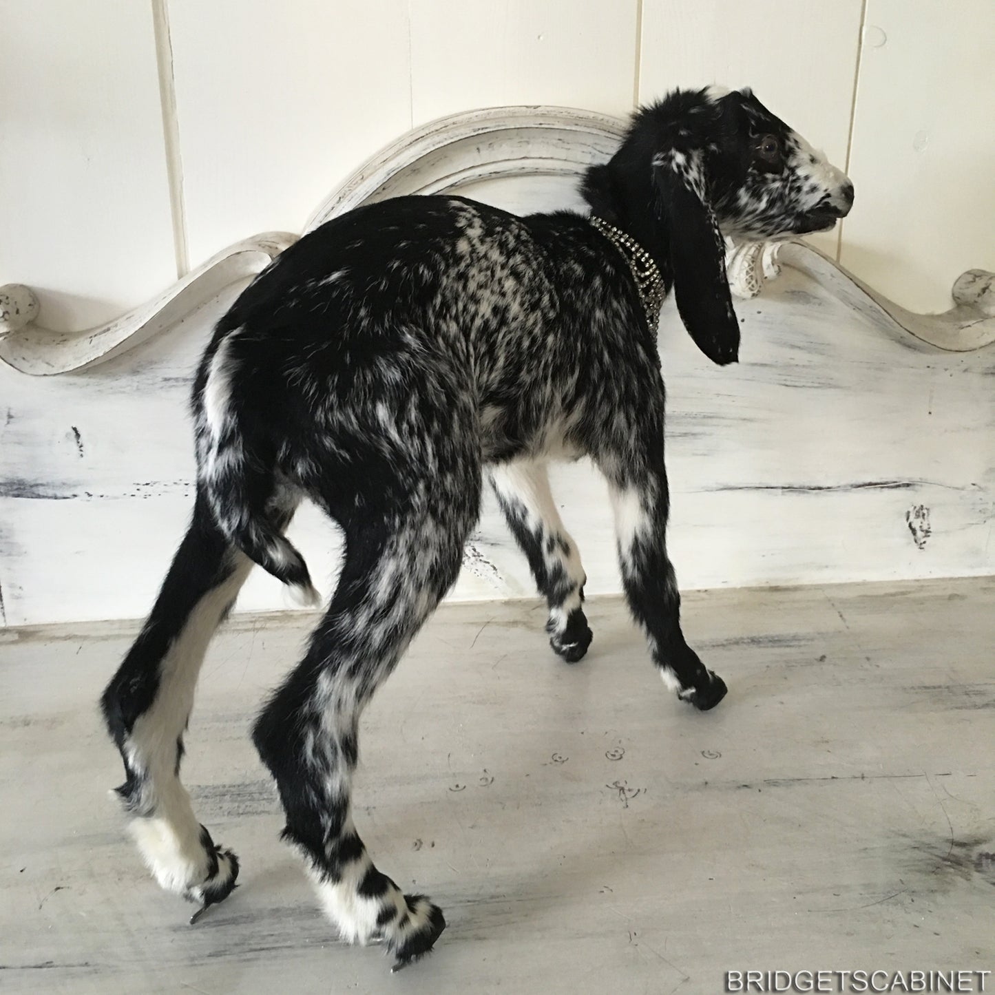Taxidermy Black White Goat