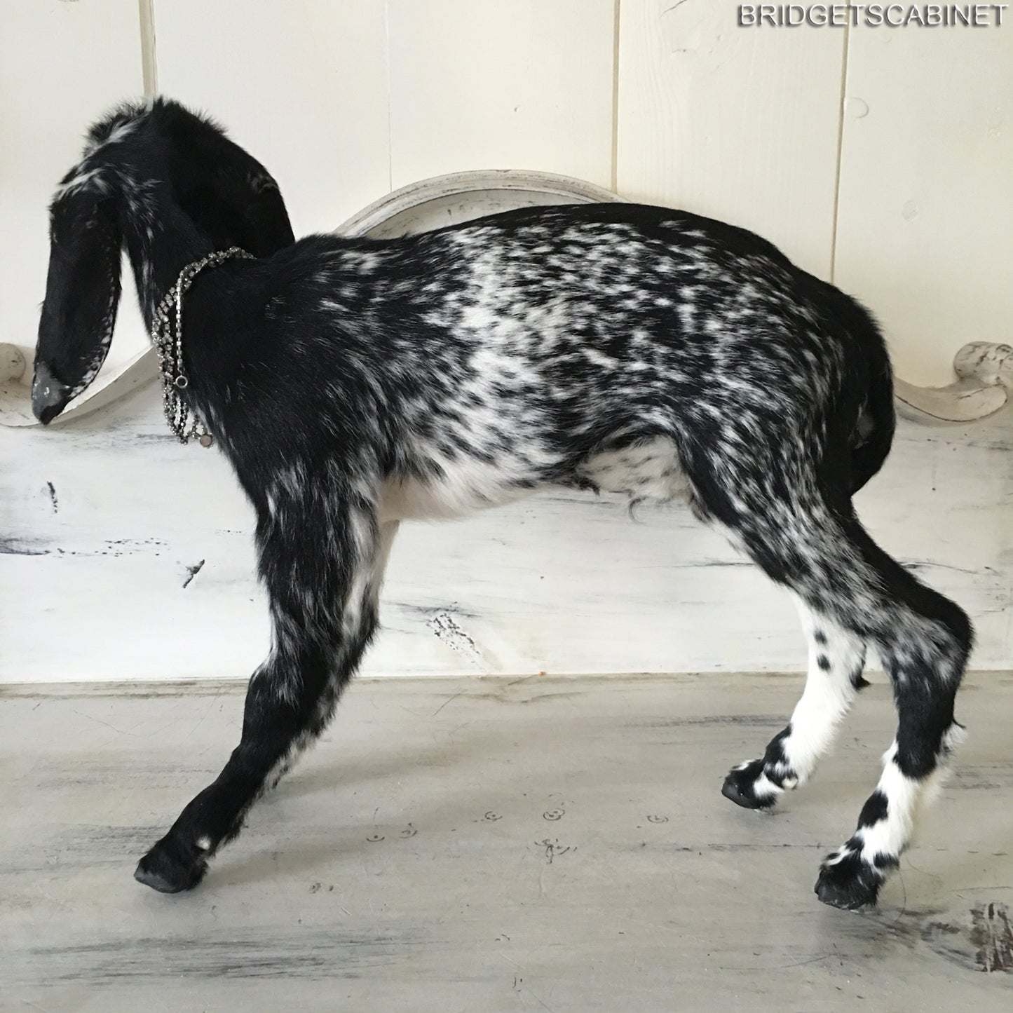 Taxidermy Black White Goat
