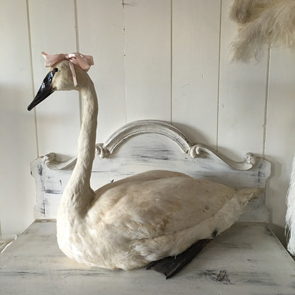 1930s Taxidermy White Swan