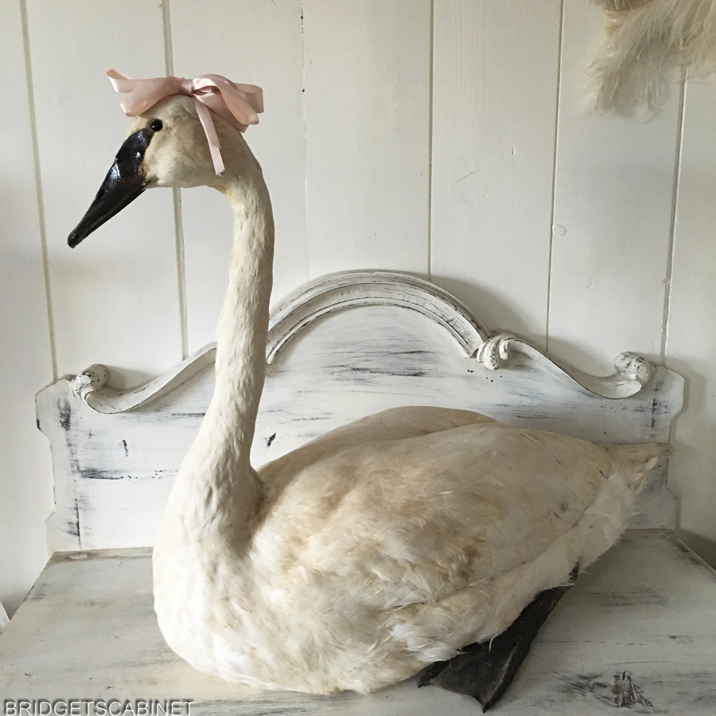 1930s Taxidermy White Swan