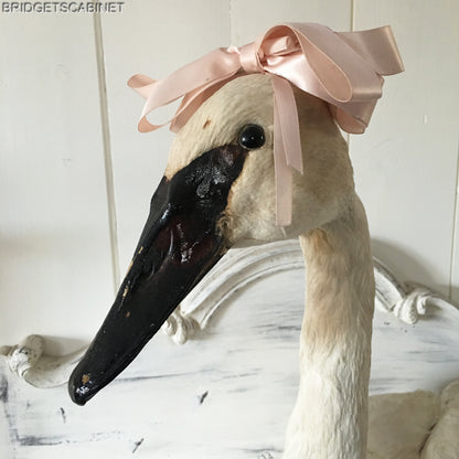 1930s Taxidermy White Swan