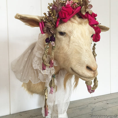 1930s Taxidermy Goat Bust