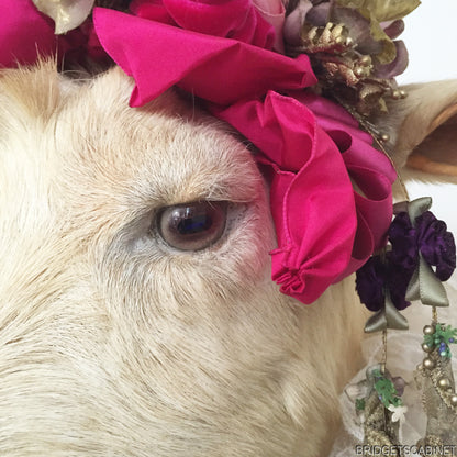 1930s Taxidermy Goat Bust