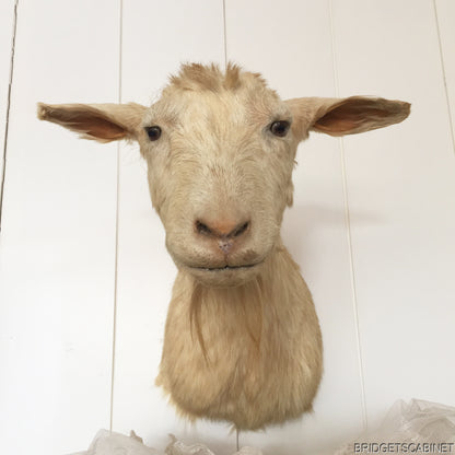 1930s Taxidermy Goat Bust