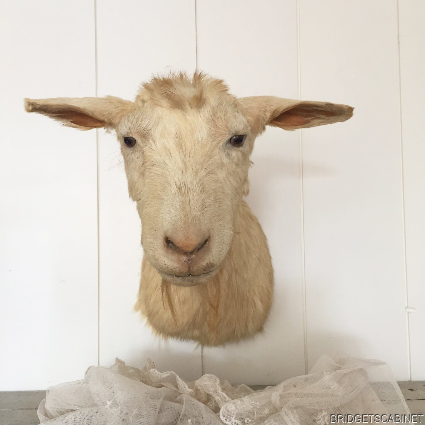 1930s Taxidermy Goat Bust