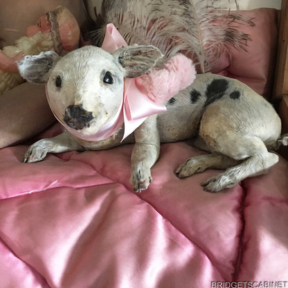 Taxidermy Piglet