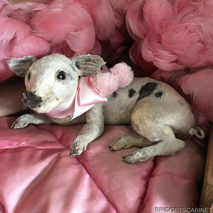 Taxidermy Piglet