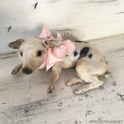 Taxidermy Piglet