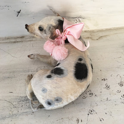Taxidermy Piglet
