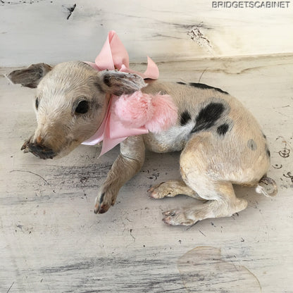 Taxidermy Piglet