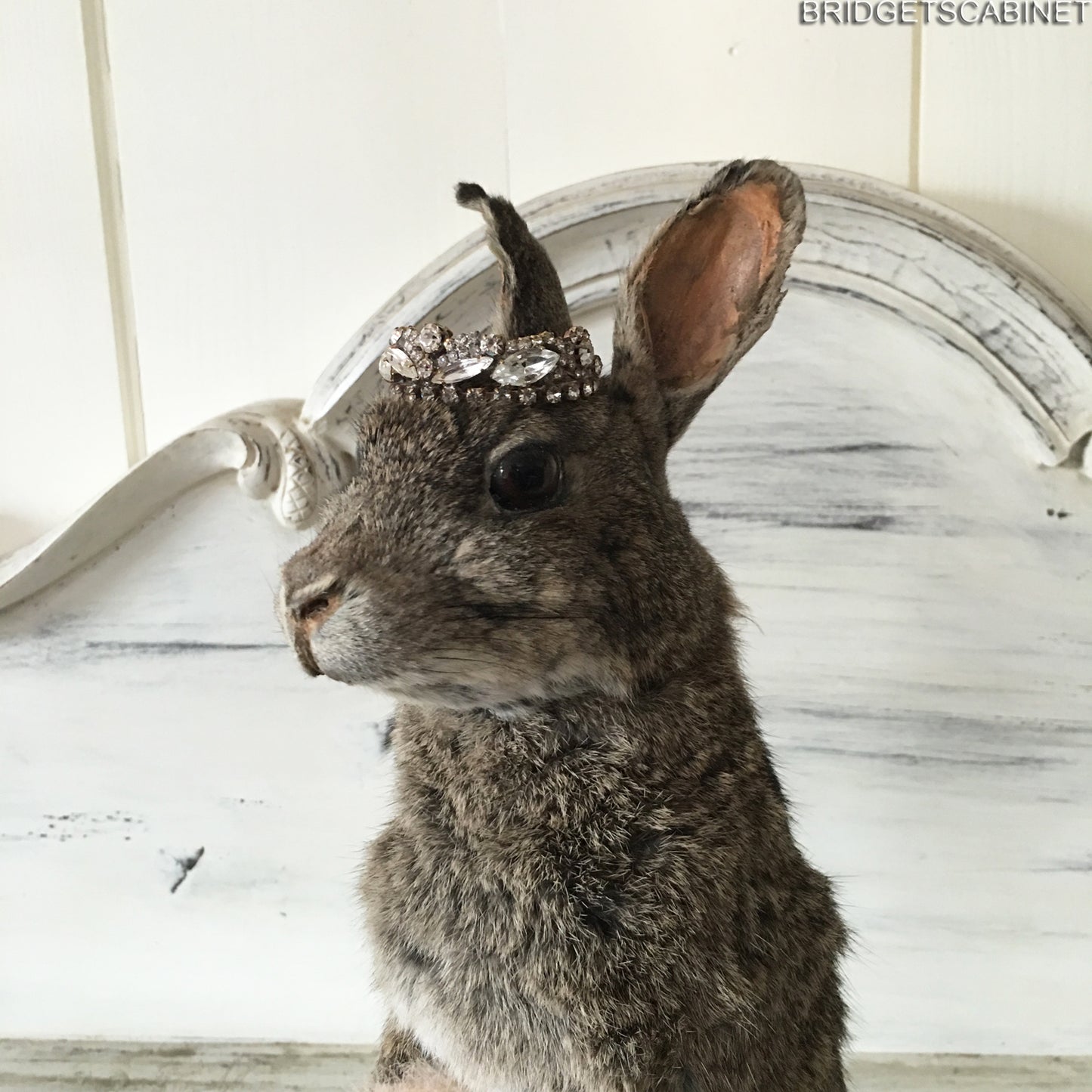 Taxidermy Rabbit