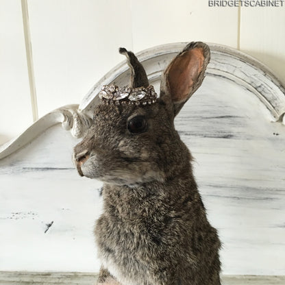 Taxidermy Rabbit