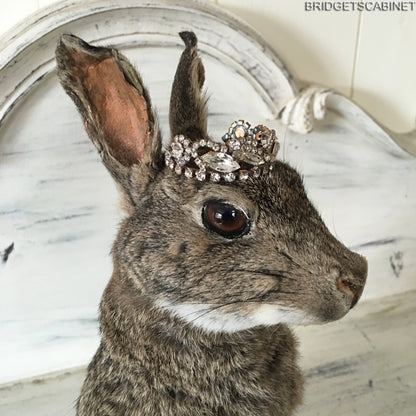 Taxidermy Rabbit